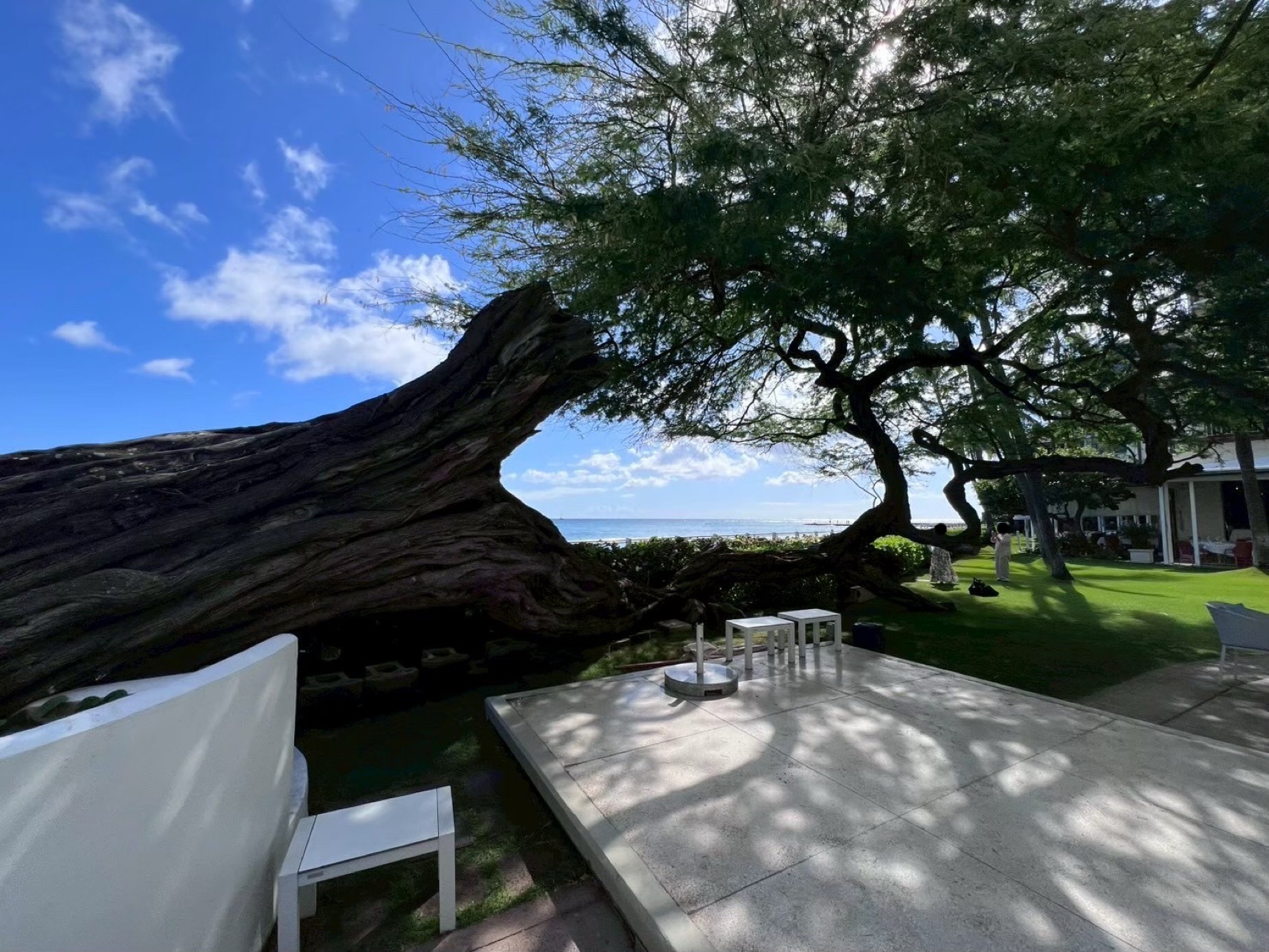 ハレクラニ・キアヴェの木